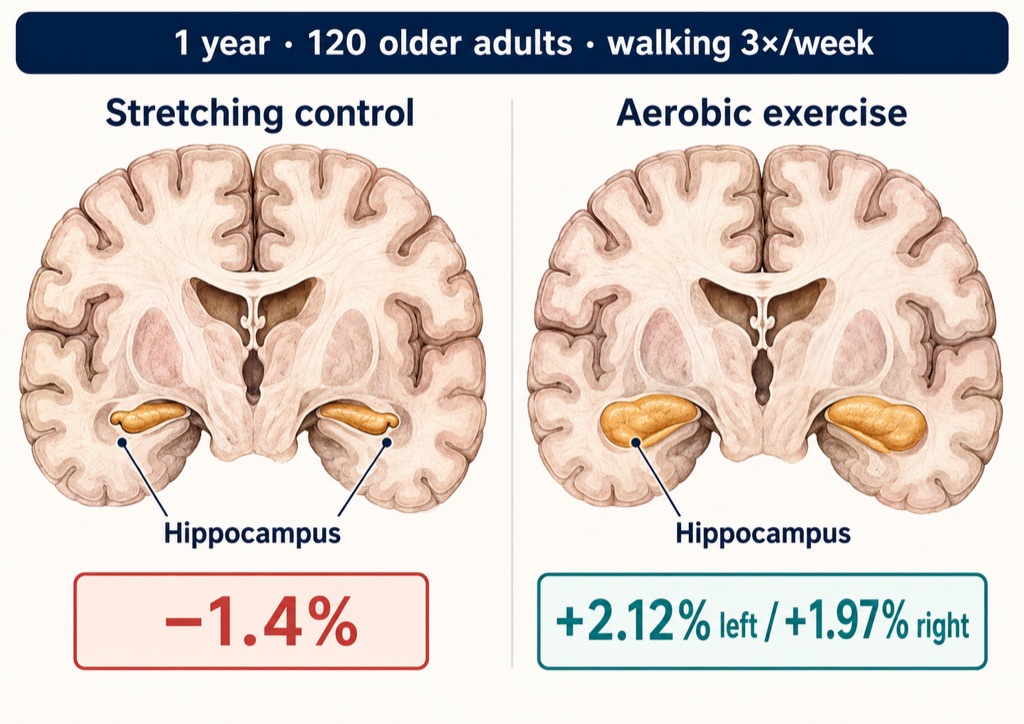 In a 2011 randomized trial, one year of brisk walking grew the hippocampus about 2%, while the non-aerobic control group's shrank.
