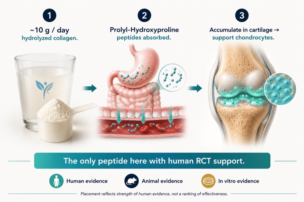 How oral collagen peptides reach the joint