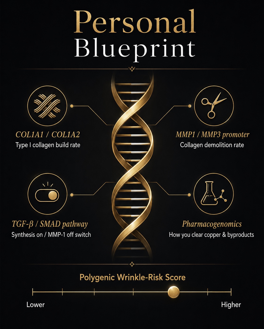 The Genes That Control Skin Collagen: COL1A1, MMP1, and Your Wrinkle Risk Score