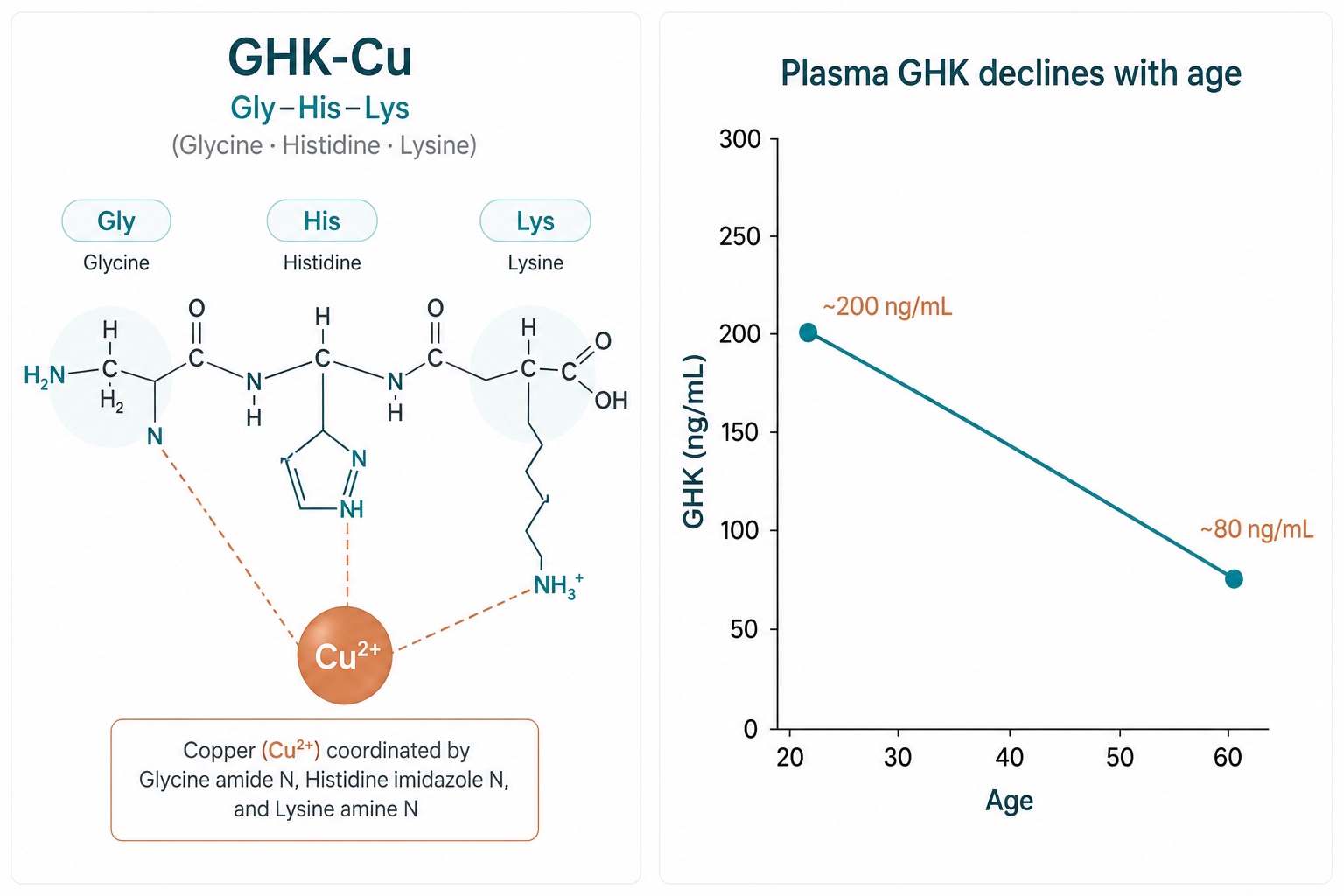 GHK-Cu Copper Peptide Structure and Its Decline With Age