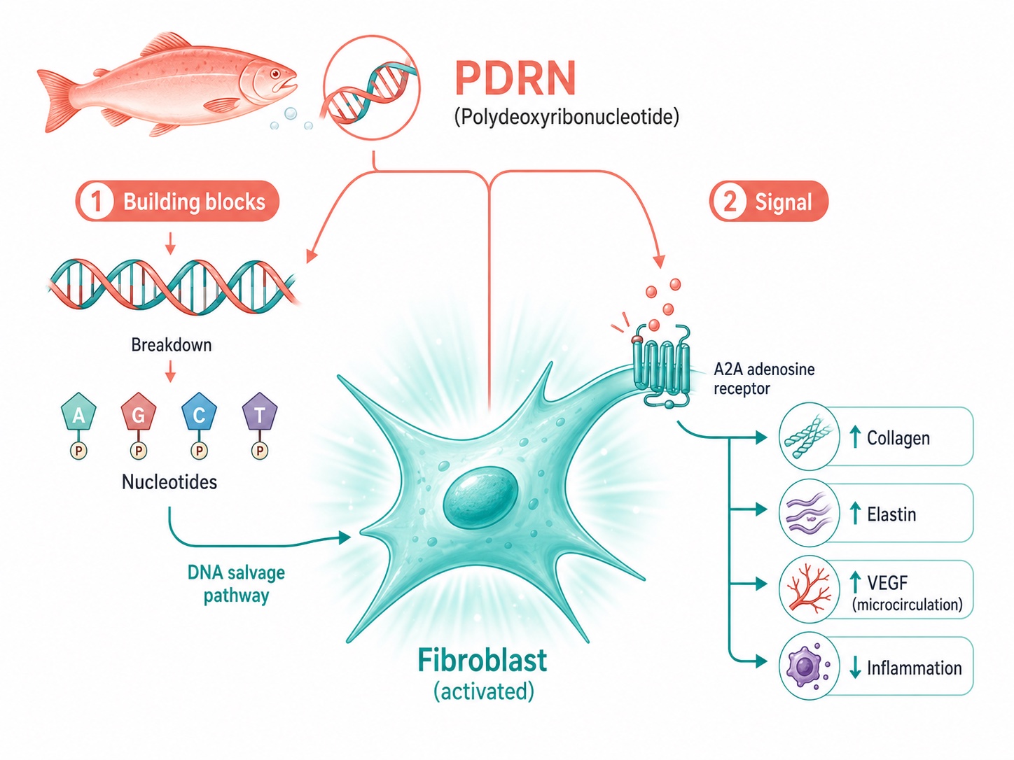How PDRN (Salmon DNA) Polynucleotides Stimulate Fibroblasts: Dual Mechanism