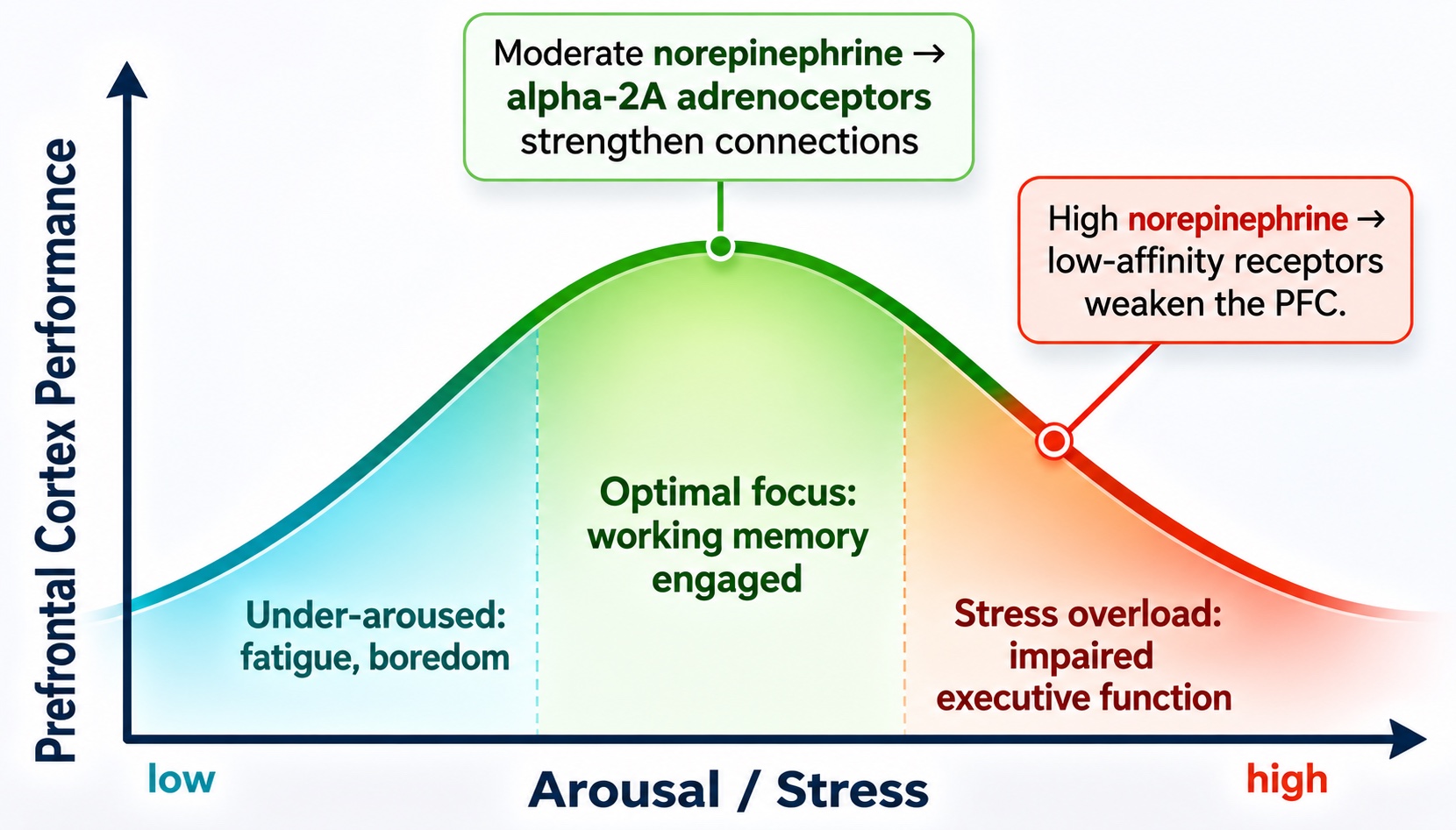 The prefrontal cortex inverted-U: how norepinephrine and dopamine tune focus under stress