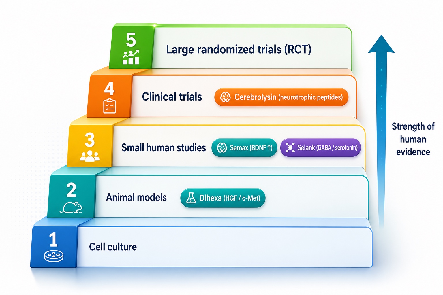 Cognitive peptides ranked by evidence: Semax, Selank, Cerebrolysin and Dihexa