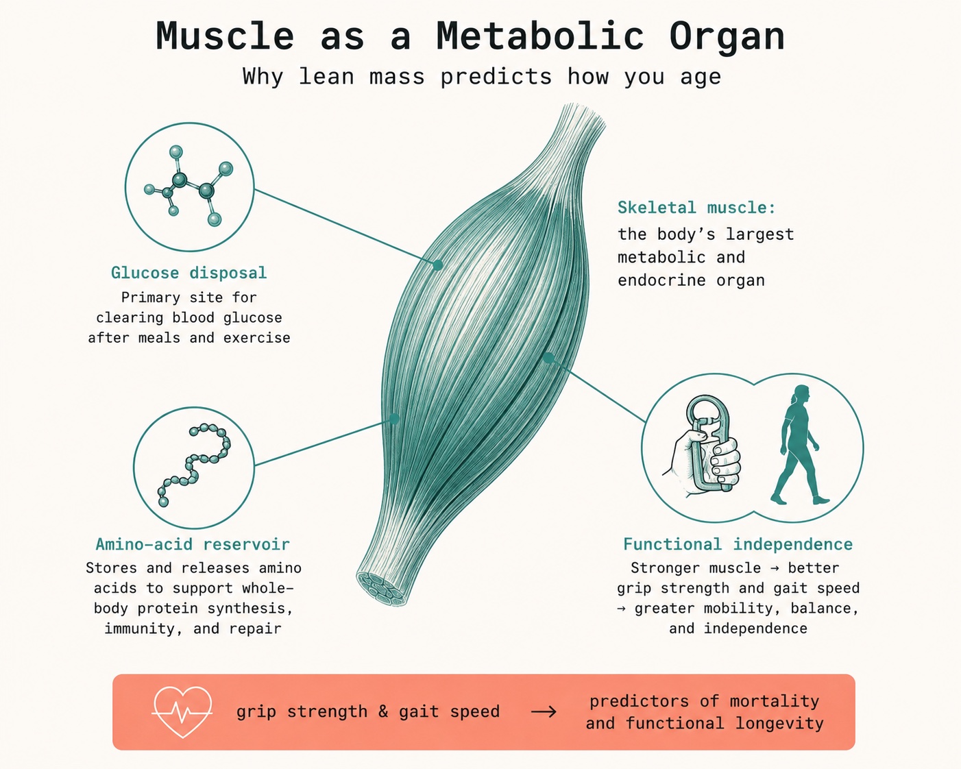 Muscle as an endocrine and metabolic organ