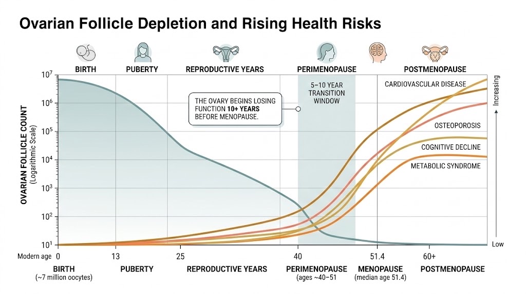 Ovarian follicle depletion over the lifespan