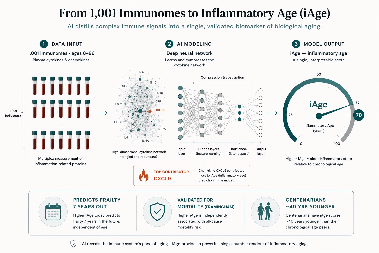 The inflammatory clock of aging (iAge)