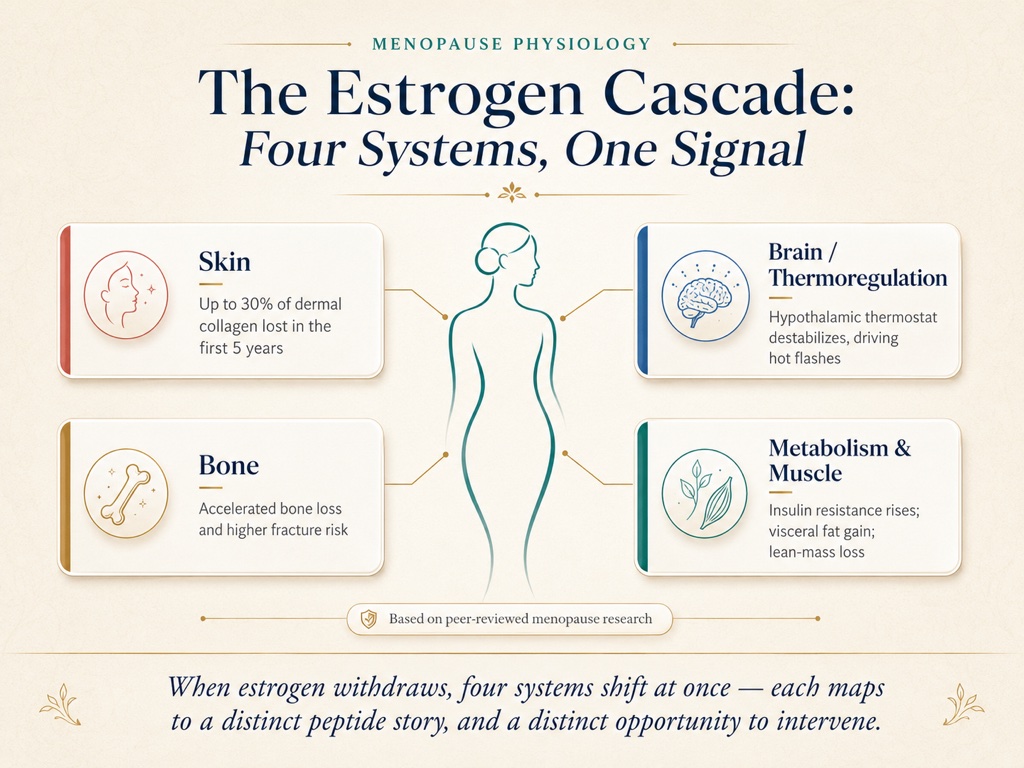 When estrogen withdraws, four systems shift at once, each mapping to a distinct peptide story and a distinct opportunity to intervene