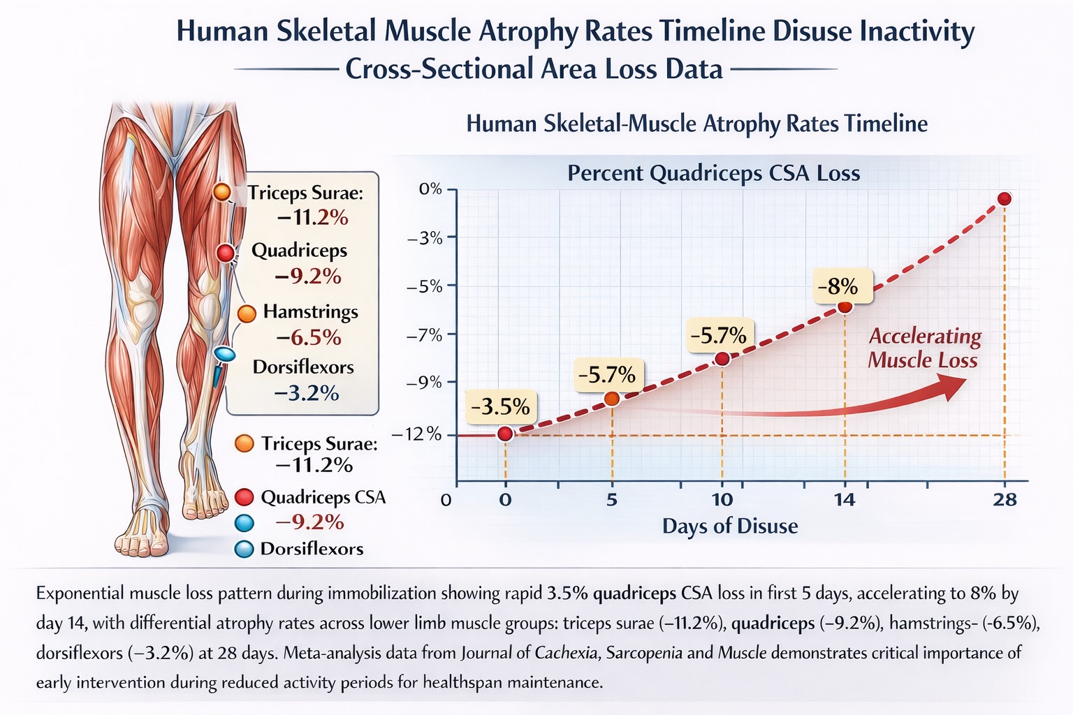 Exponential muscle loss pattern during immobilization