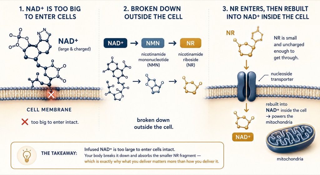 Infused NAD+ is too large to enter cells intact