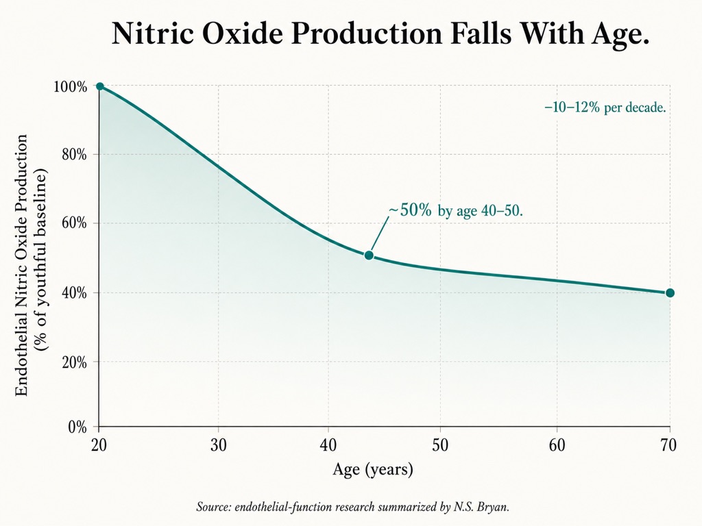The decline nobody tracks: endothelial nitric oxide production drops about 10–12% per decade.