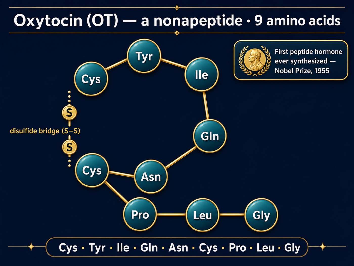 Nine Amino Acids, One Nobel Prize