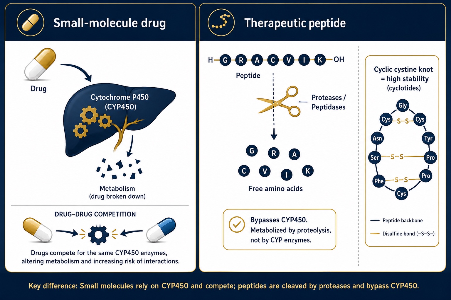 Why peptides bypass CYP450: protease metabolism vs liver enzymes