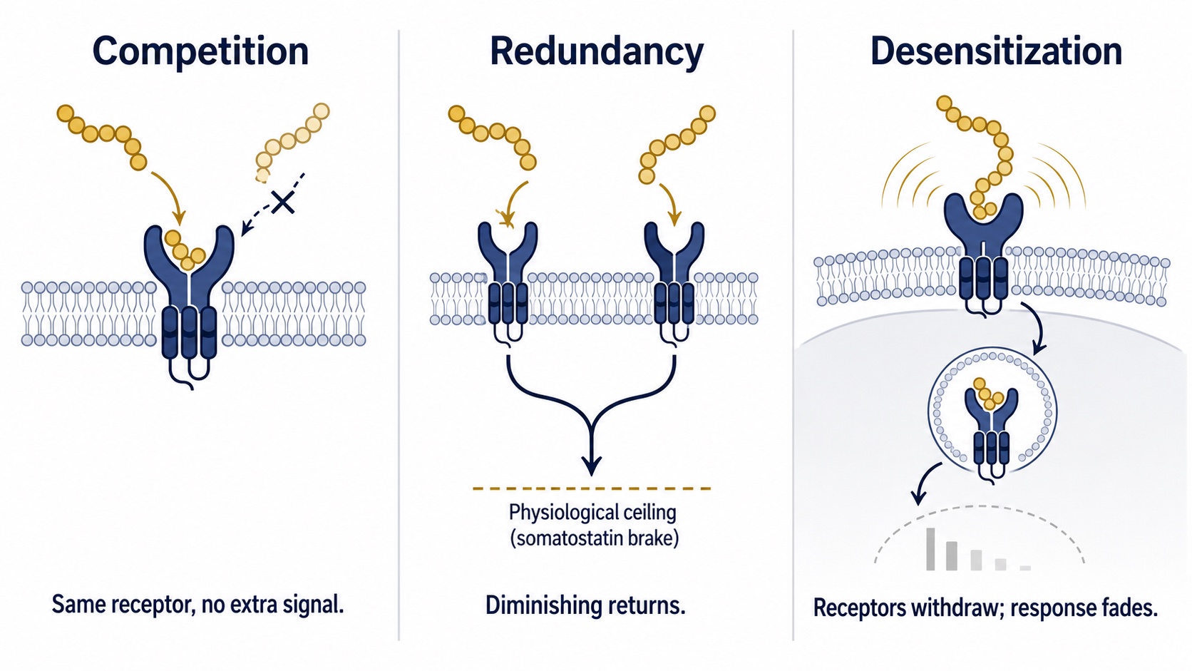 How peptide stacks fail: receptor competition, redundancy, desensitization