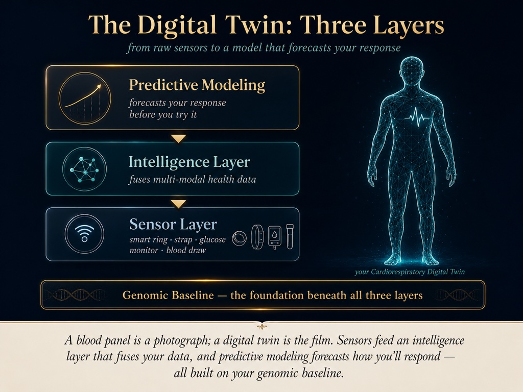 A blood panel is a photograph and a digital twin is the film: sensors feed an intelligence layer that forecasts how you will respond