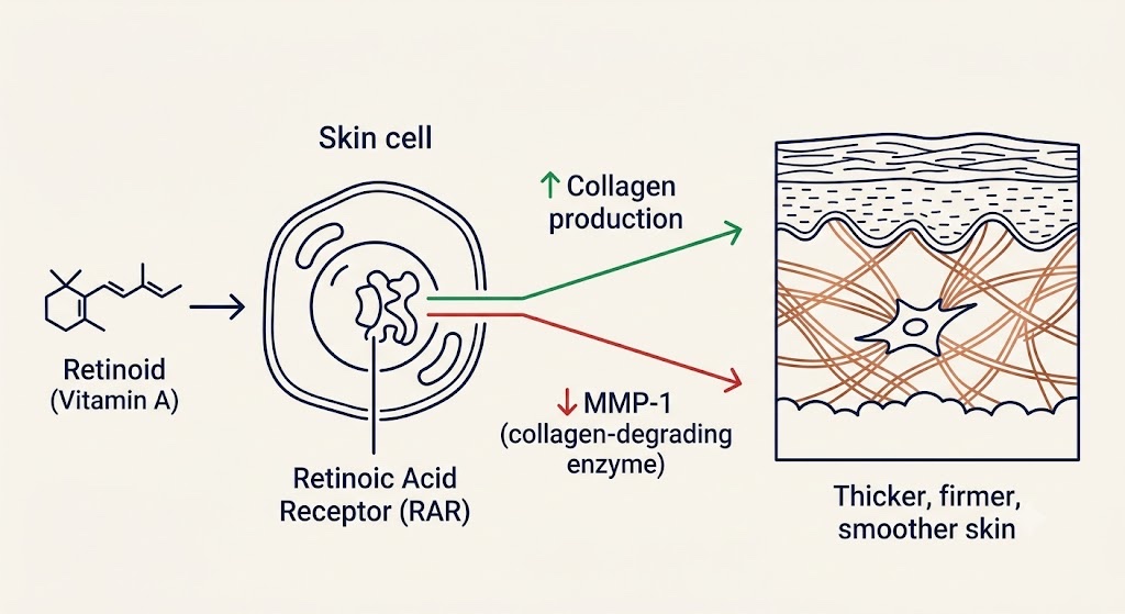 Retinoids tell fibroblasts to build more collagen while switching off the MMP enzymes that break it down