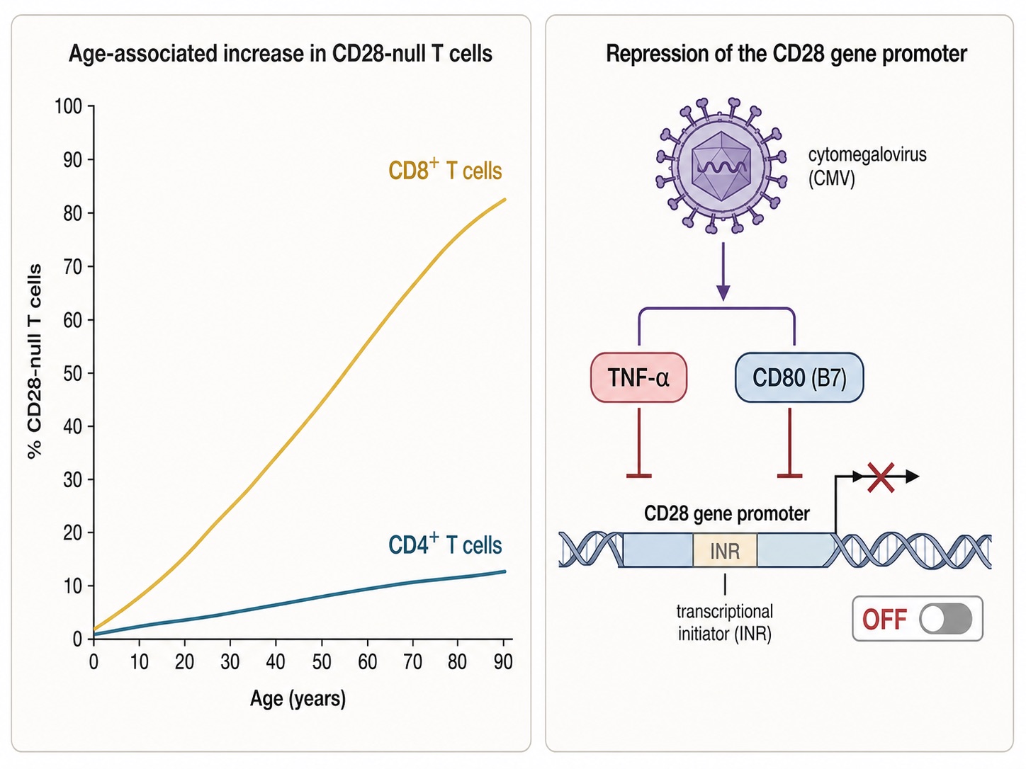 Age-Related Accumulation of CD28-Null T Cells