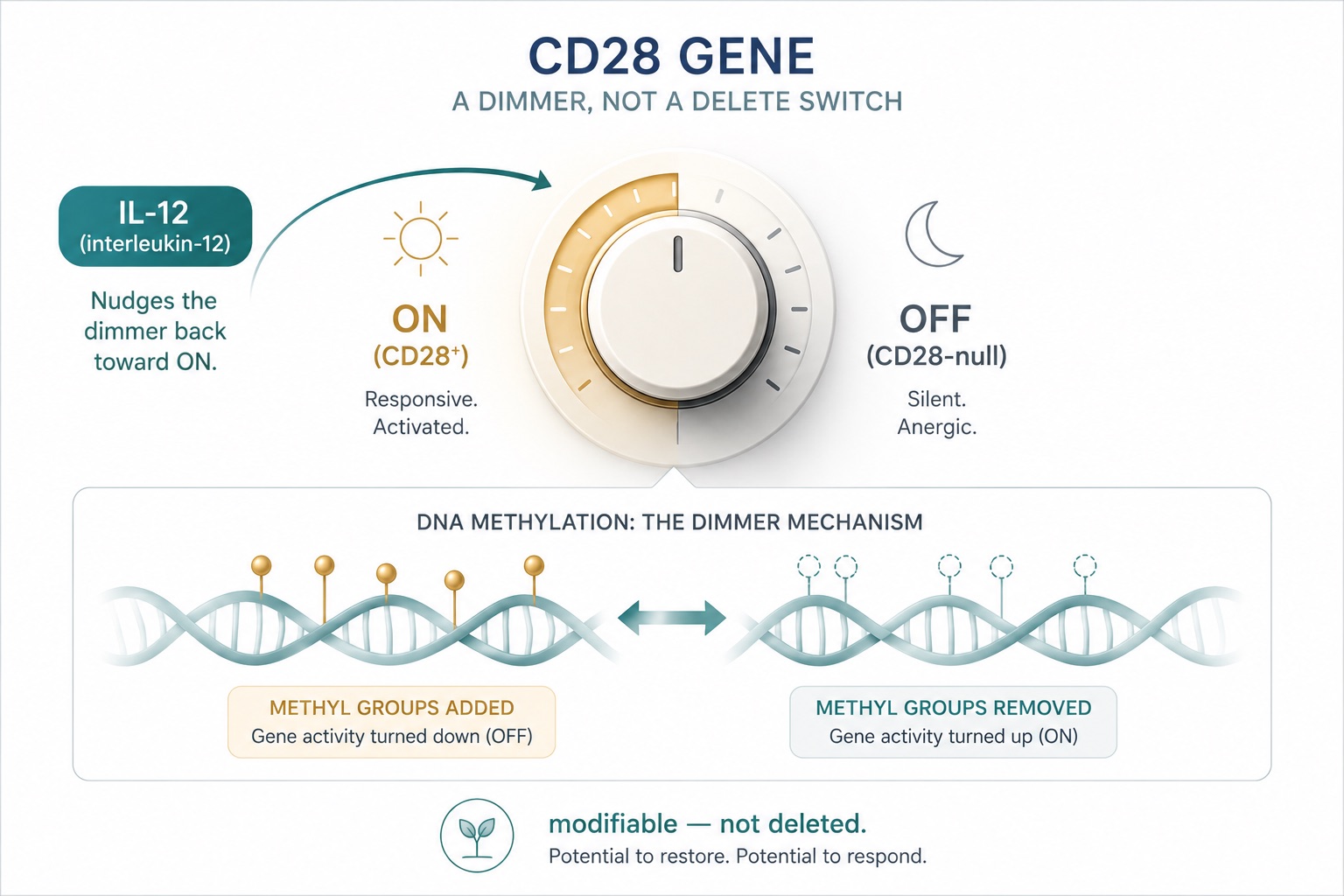 CD28 as a Reversible Epigenetic Switch