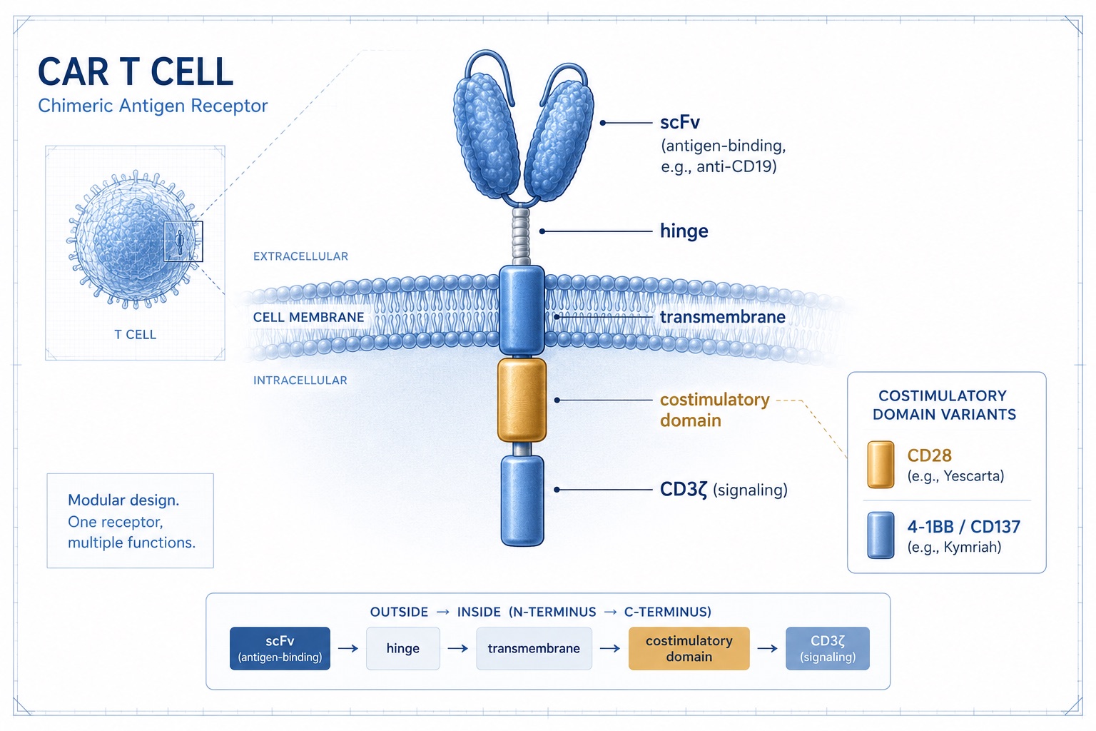 Chimeric Antigen Receptor (CAR) T-Cell Design