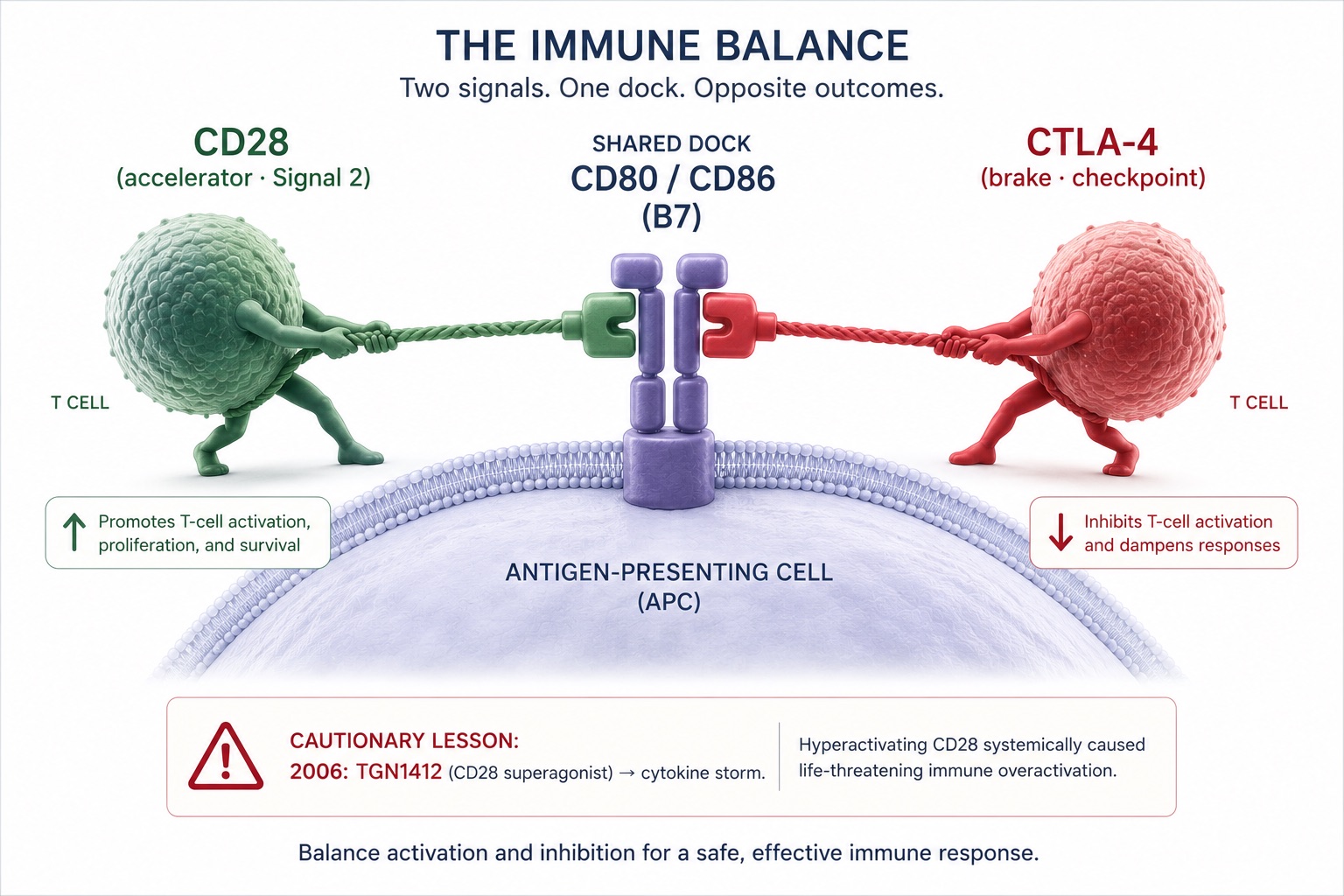 The CD28–CTLA-4 Balance