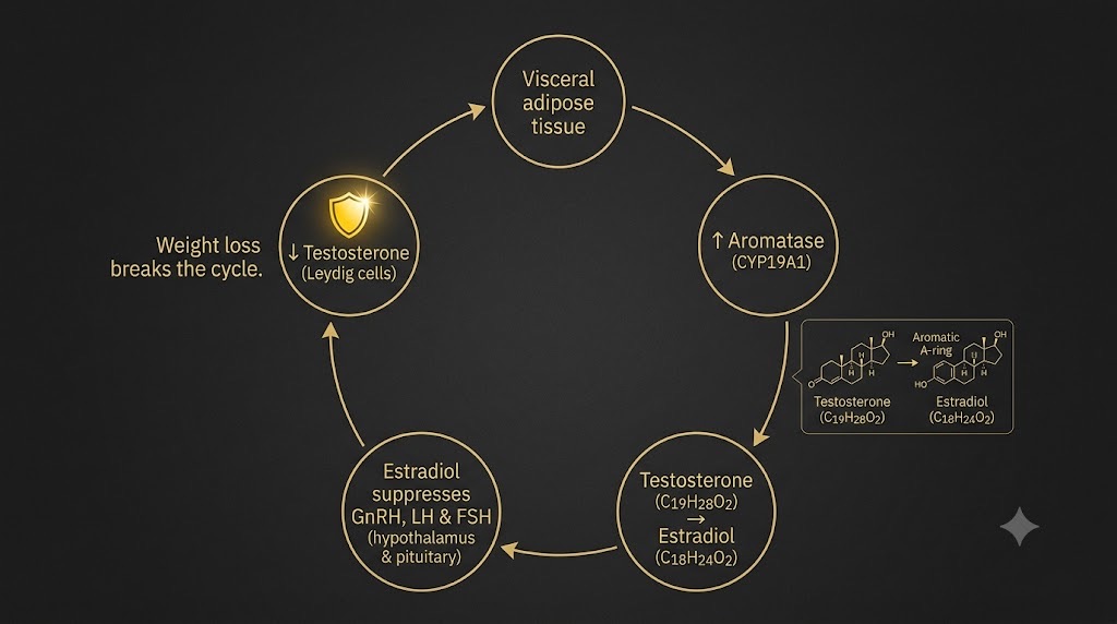 Aromatase in fat converts testosterone to estradiol