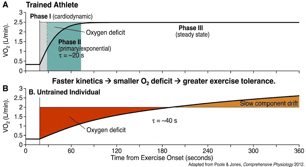 VO2 Oxygen Uptake Kinetics - Trained vs Untrained