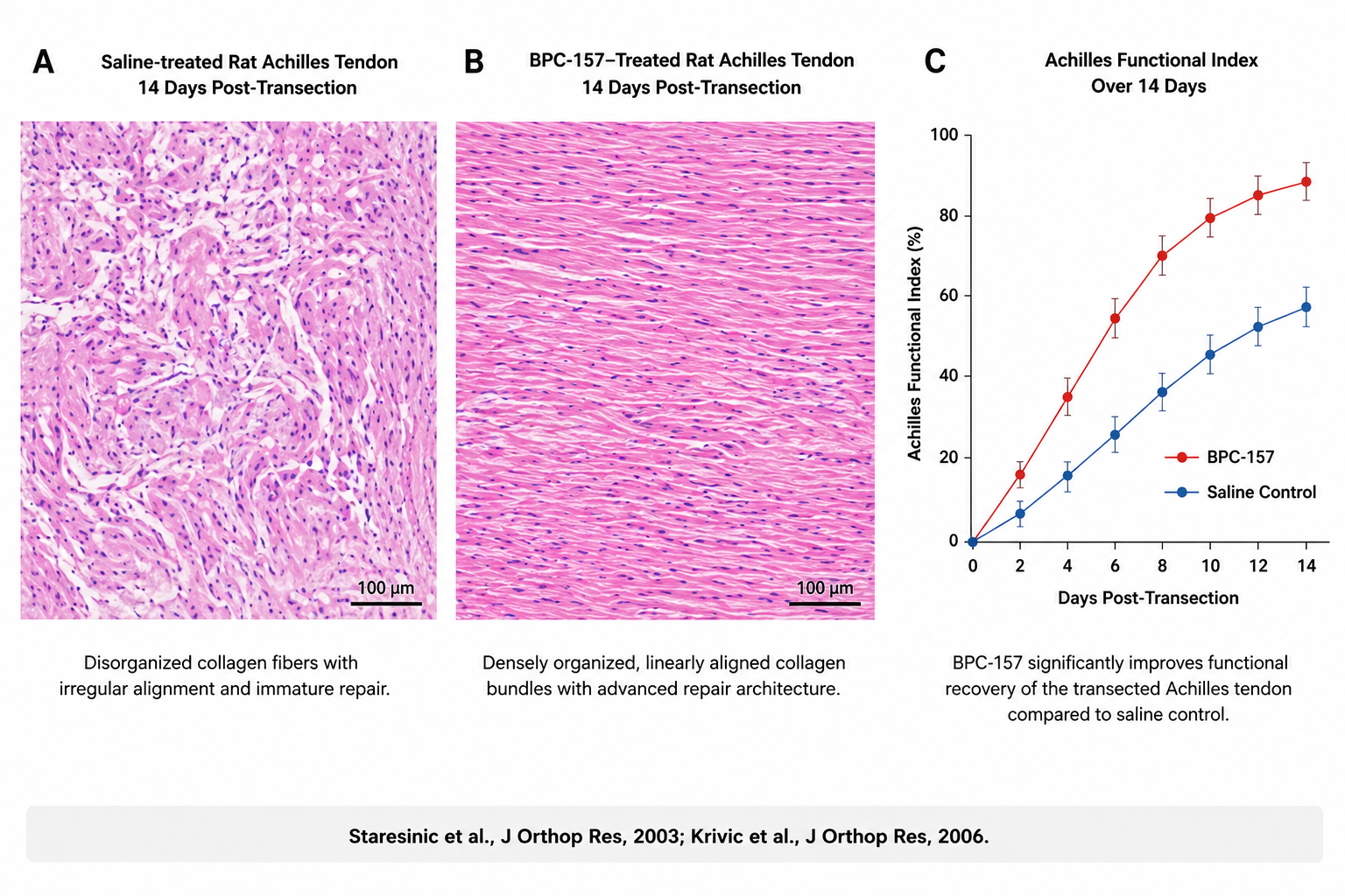 BPC-157 versus saline-treated rat Achilles tendon histology at 14 days post-transection showing densely organized linearly aligned collagen bundles in BPC-157 group and Achilles Functional Index recovery curves